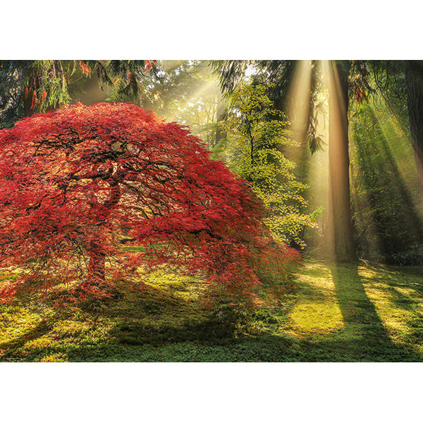 Magic Forests 1000 pc