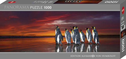 King Penguins 1000 pc Panoramic
