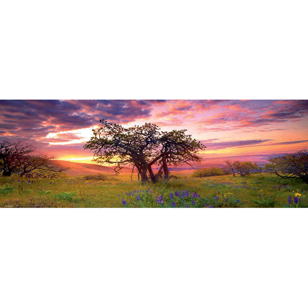 Oak Tree 2000 Pc Panoramic