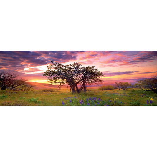 Oak Tree 2000 Panoramic
