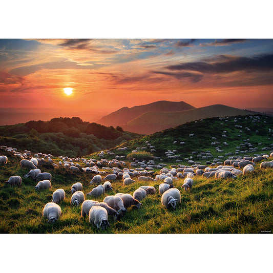 Sheep and Volcanoes 1000
