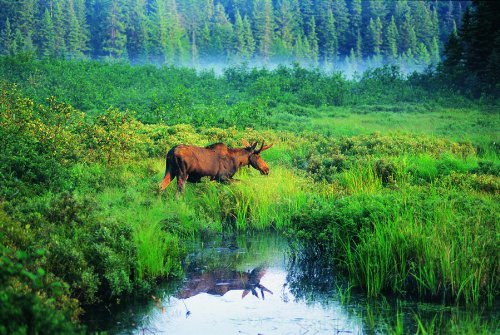 Canadian Geographic Moose 1000 Piece Jigsaw Puzzle