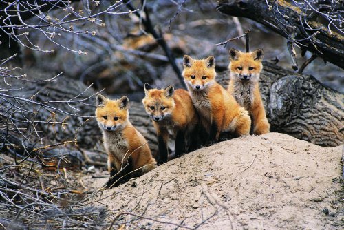 Canadian Geographic Red Fox Pups